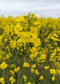 canola field